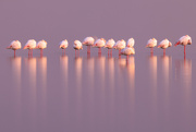 28th Jun 2024 - Flamingos in Early Morning