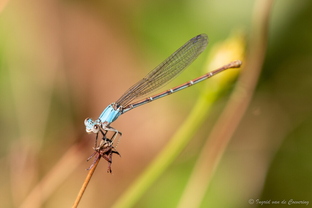 Blue damselfly by ingrid01