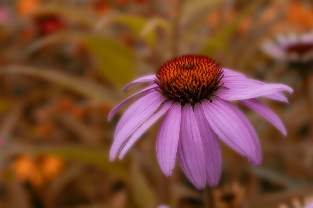 Coneflower by pdulis