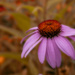 Coneflower by pdulis