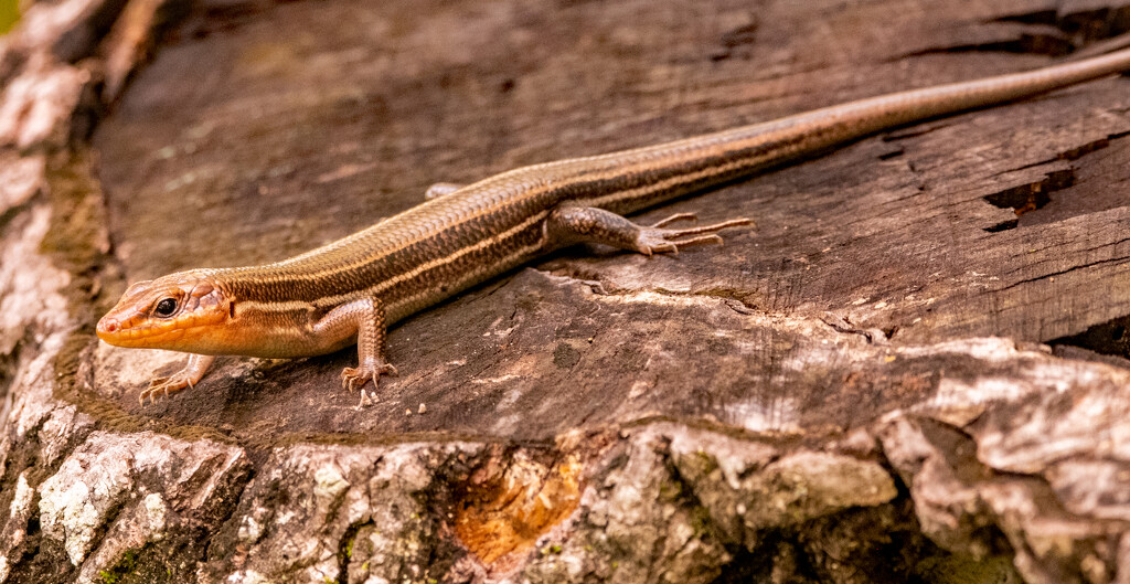 Broadhead Skink! by rickster549