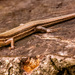 Broadhead Skink! by rickster549