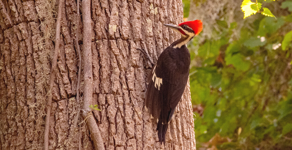 Pileated Woodpecker! by rickster549