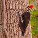 Pileated Woodpecker! by rickster549