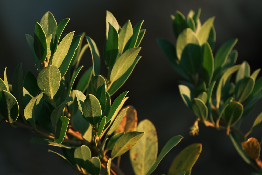 Newly planted manzanita  by josharp186