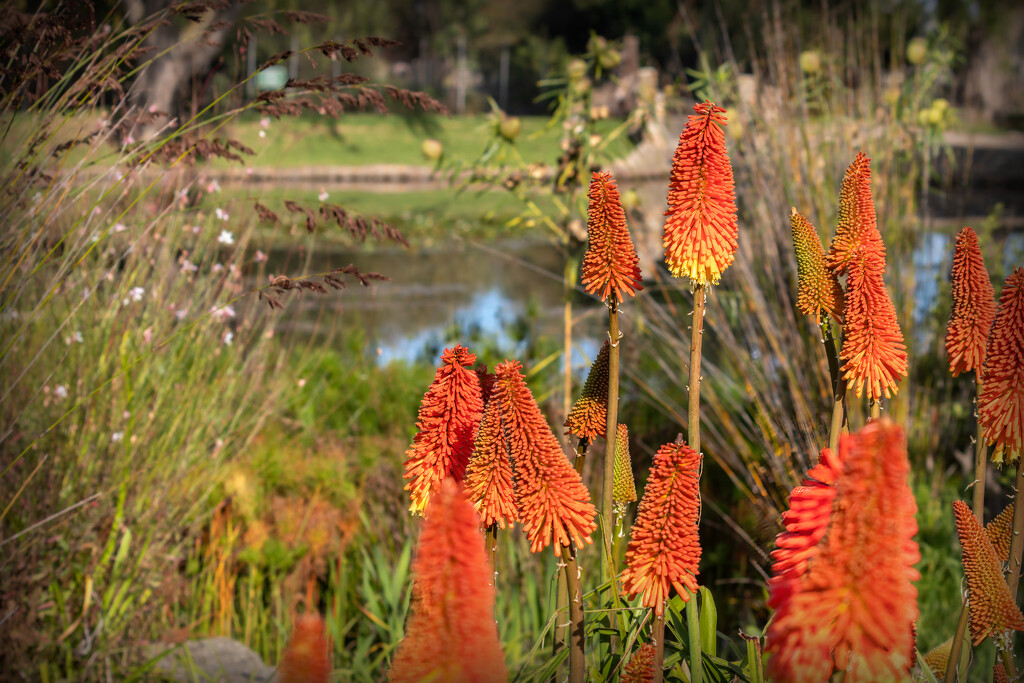 A garden full of them by ludwigsdiana