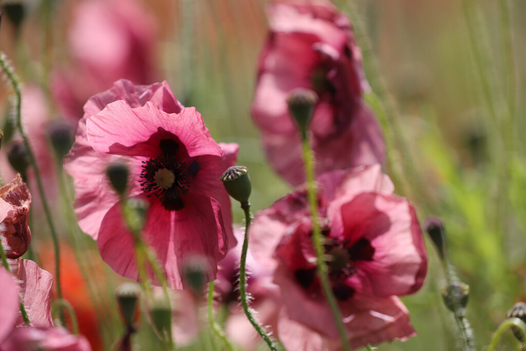 Poppy Passion by phil_sandford