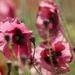 Poppy Passion by phil_sandford