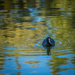 The Eurasian coot in the morning light by haskar