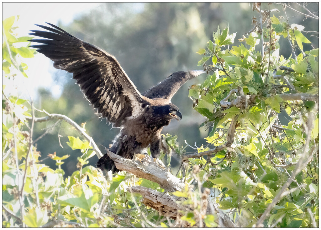 Ready to Fledge by aikiuser