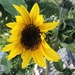 Sunflower  by dailypix