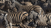 30th Jun 2024 - How Many Zebras Are There?