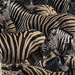 How Many Zebras Are There? by jyokota