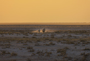 1st Jul 2024 - Rhinos at Sunset