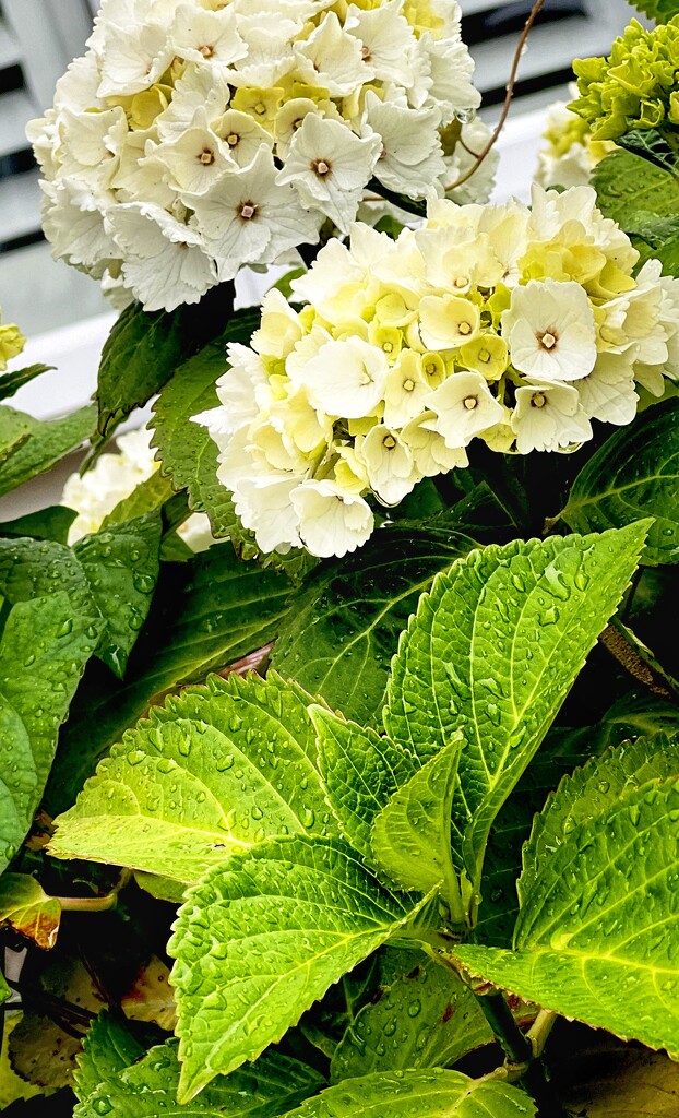 Hydrangea Heaven  by rensala