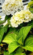 9th Jul 2024 - Hydrangea Heaven 