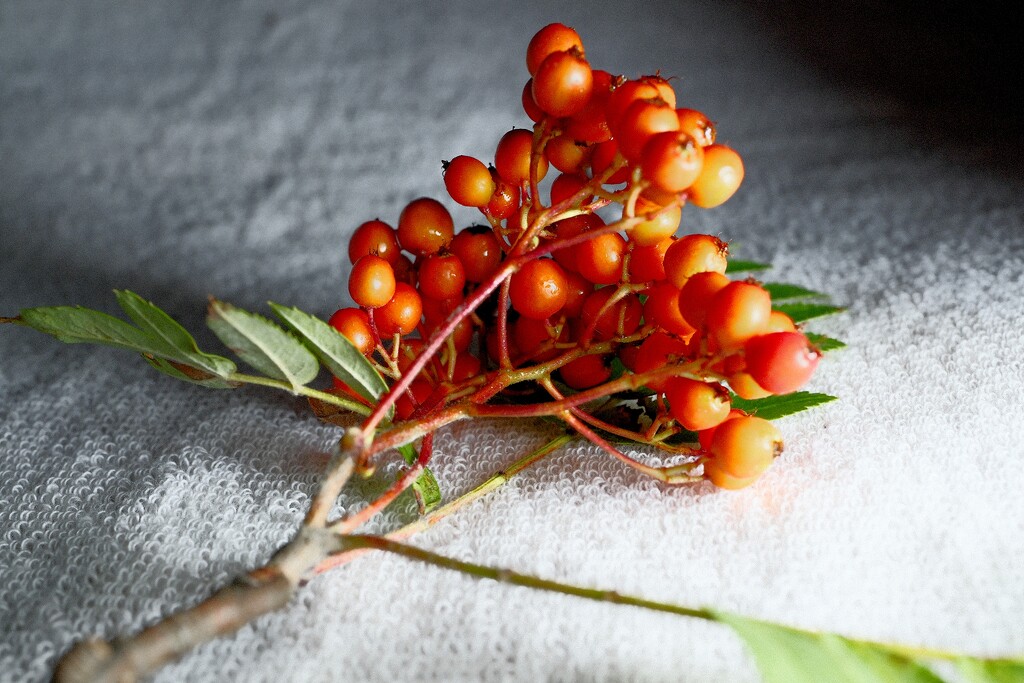 Rowan Berries by allsop