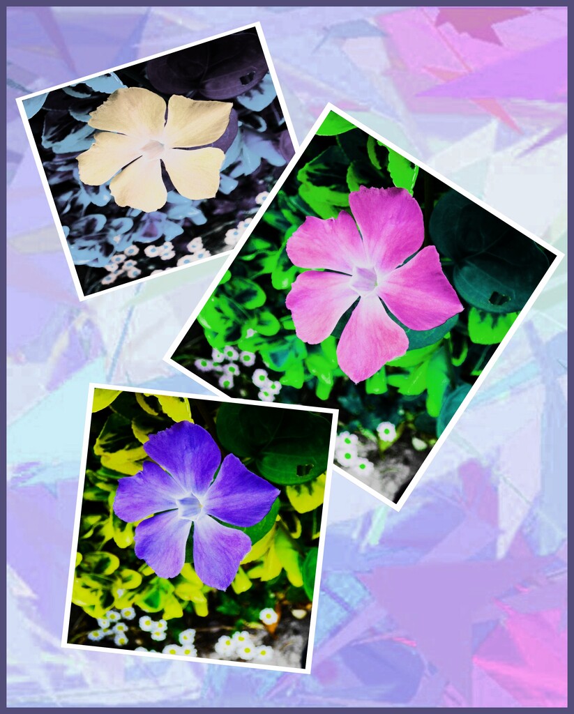 Periwinkle.  by beryl