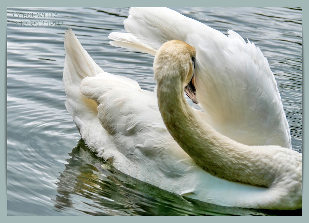 Preening by carolmw