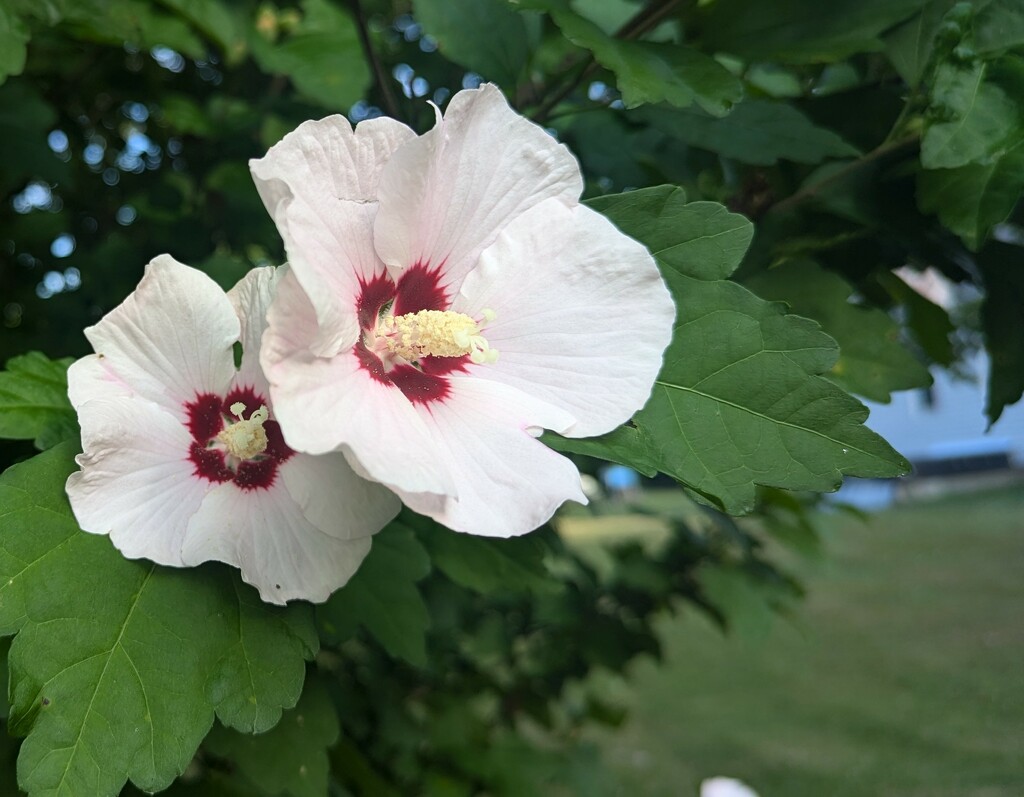 Rose of Sharon by julie