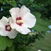 Rose of Sharon by julie