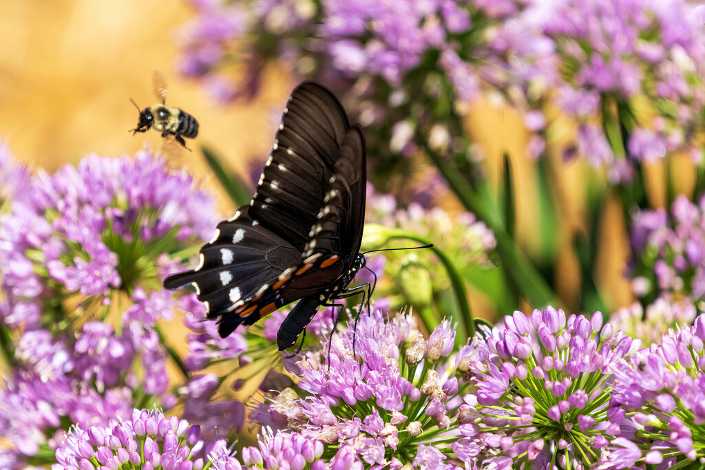 Bee & Butterfly by kvphoto