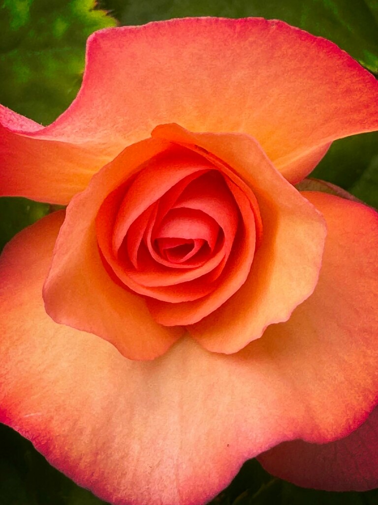 Double orange begonia bloom... by marlboromaam