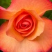 Double orange begonia bloom... by marlboromaam