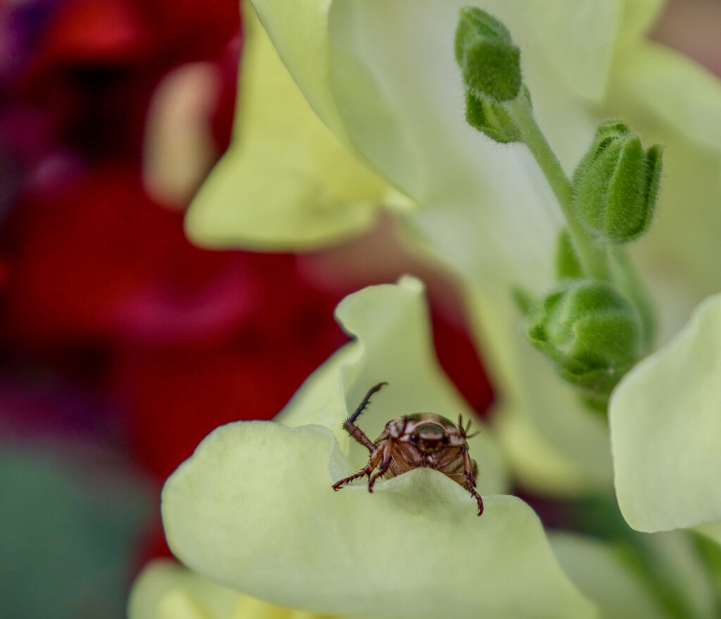 Snapdragon Cafe by corinnec