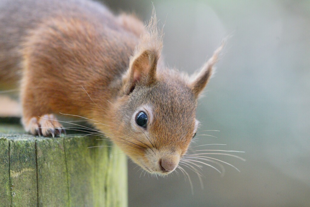 HEY !  GOT ANY PEANUTS,  MISTER ? by markp