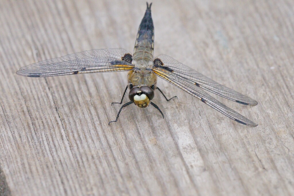 FOUR SPOTTED CHASER AT REST by markp