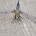 FOUR SPOTTED CHASER AT REST
