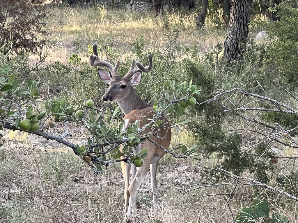 Whitetail Deer by dkellogg