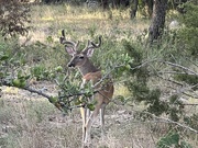 10th Jul 2024 - Whitetail Deer