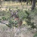 Whitetail Deer by dkellogg