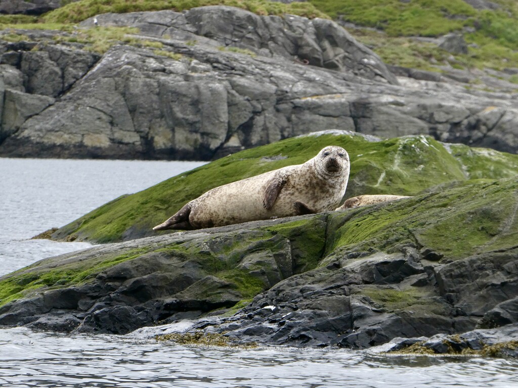 Seals on the Isle of Skye by orchid99