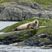 Seals on the Isle of Skye by orchid99