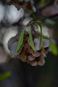 9th Jul 2024 - 7 9 Oleander seeds