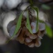 7 9 Oleander seeds by sandlily