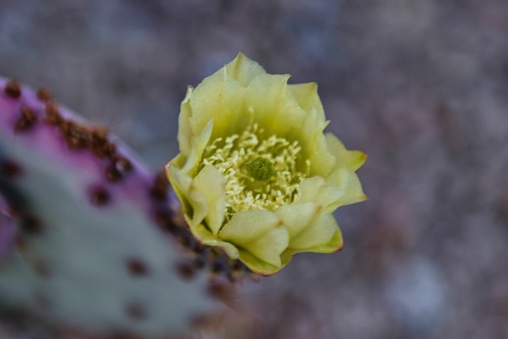 7 9 Another surprise cactus bloom by sandlily