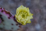 9th Jul 2024 - 7 9 Another surprise cactus bloom