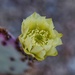 7 9 Another surprise cactus bloom by sandlily