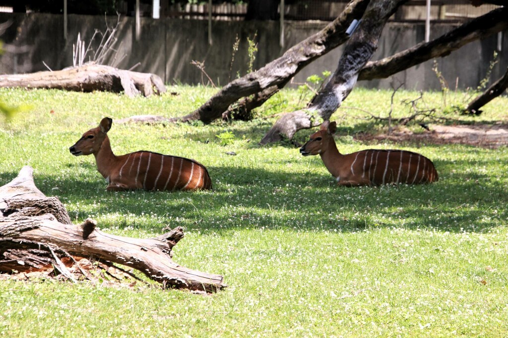 Antelopes Resting by randy23