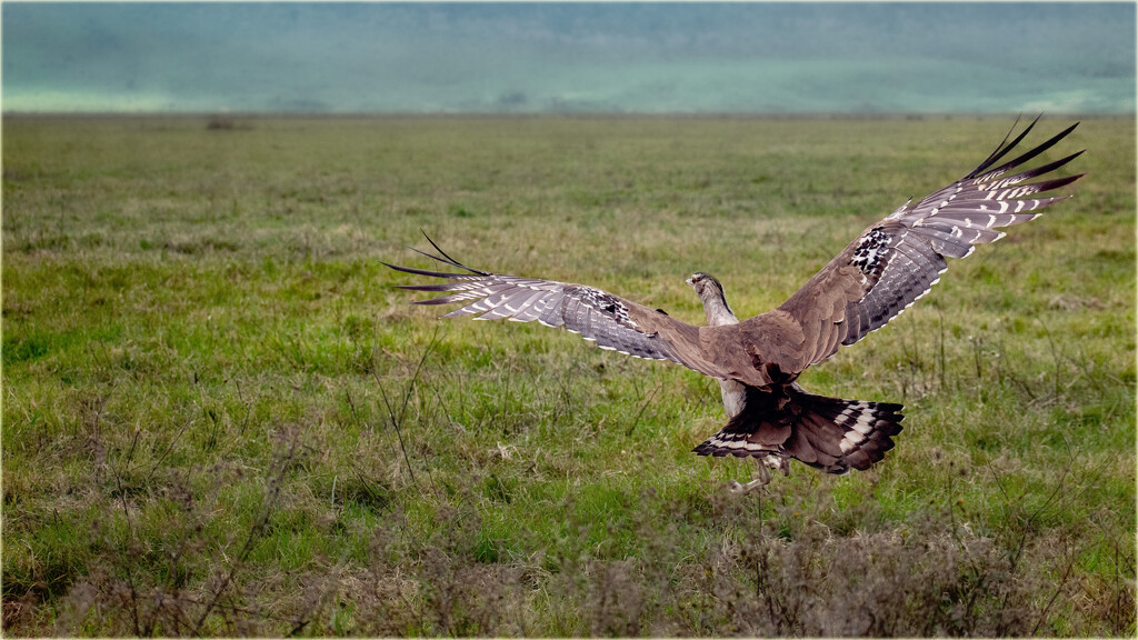 Crested Serpent-Eagle by 365projectorgchristine