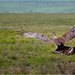 Crested Serpent-Eagle by 365projectorgchristine