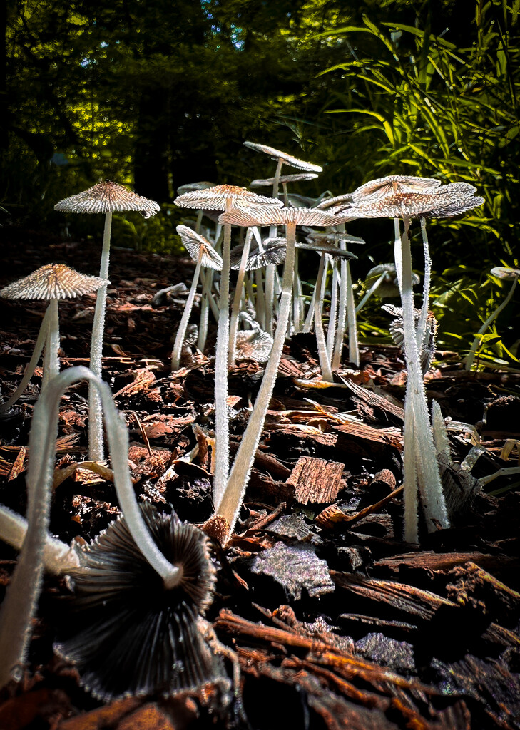 A Troop of Mushrooms by jnewbio