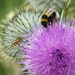 Collecting Pollen by fishers