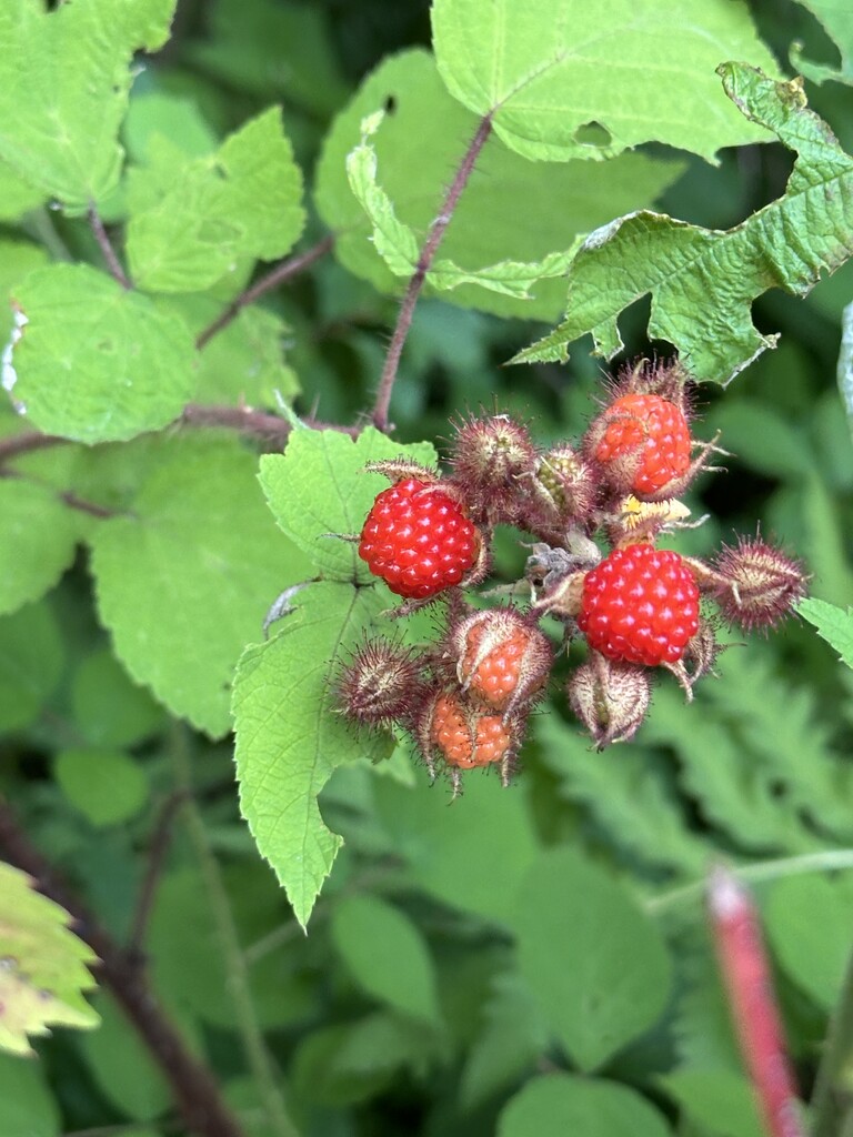 Raspberry Promise by pjbedard