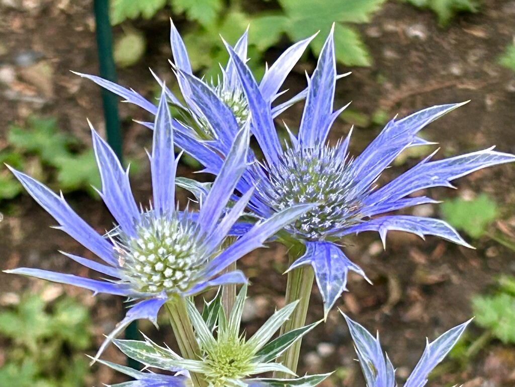 Eryngium Bourgatii by phil_sandford