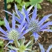 Eryngium Bourgatii by phil_sandford